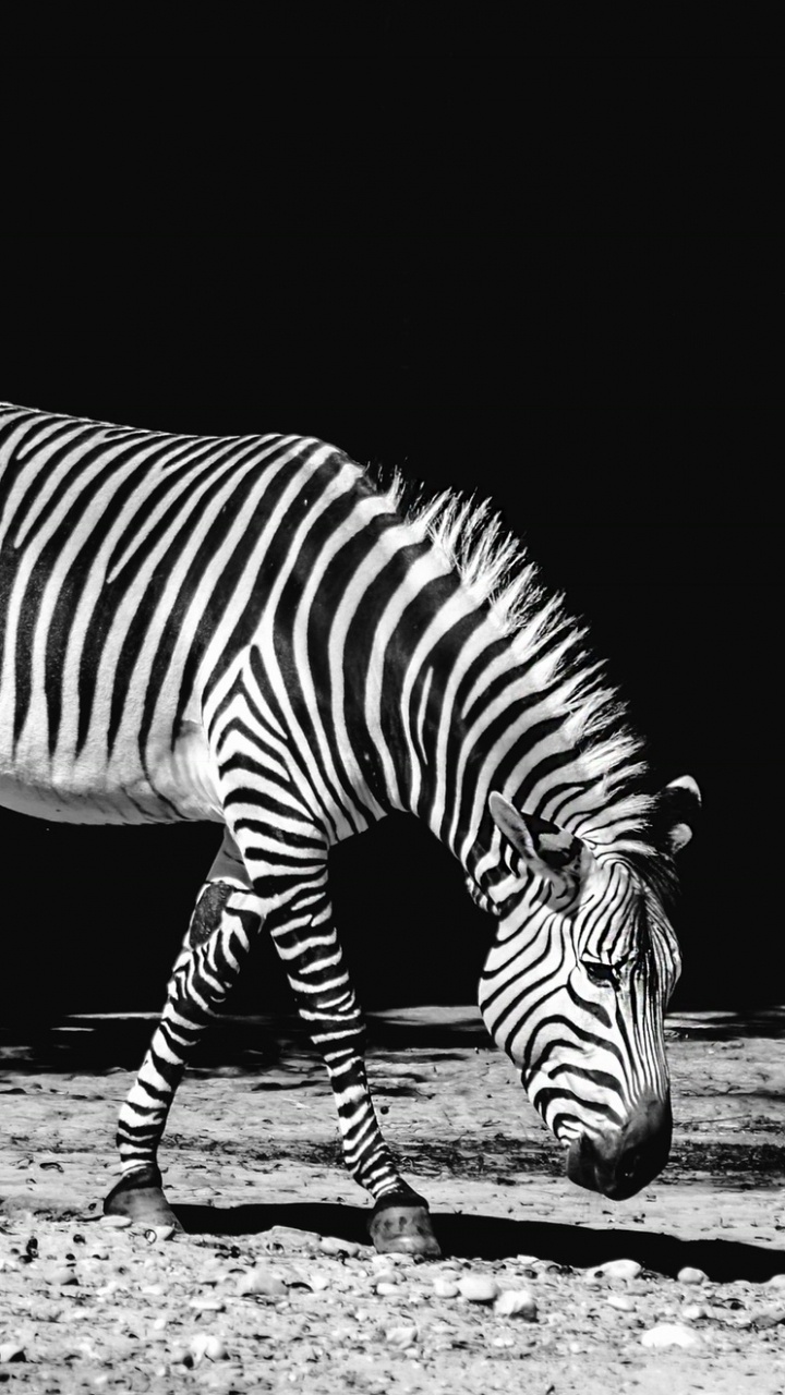 Illustration de Zèbre Noir et Blanc. Wallpaper in 720x1280 Resolution