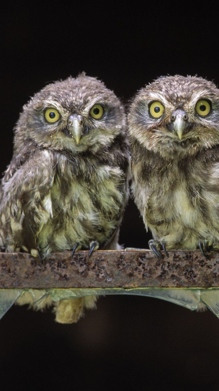 Hibou Blanc et Noir Sur Cadre en Bois Marron. Wallpaper in 750x1334 Resolution