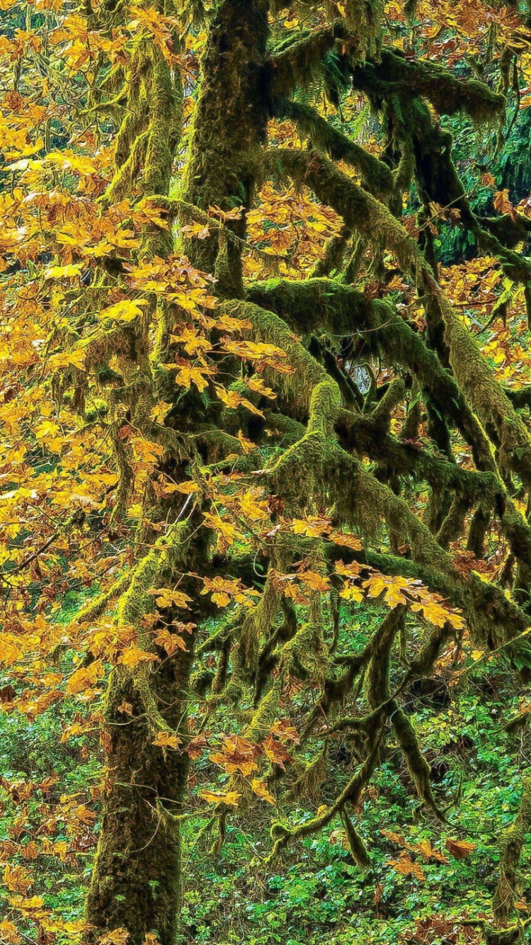 Green Trees Beside River During Daytime. Wallpaper in 750x1334 Resolution
