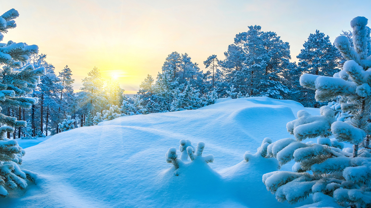 Schneebedeckte Bäume Tagsüber. Wallpaper in 1280x720 Resolution