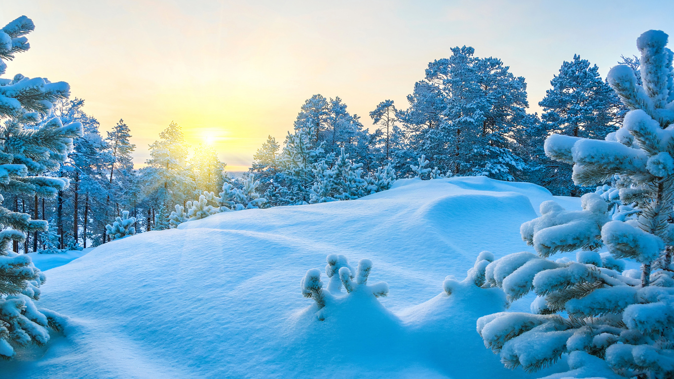 Schneebedeckte Bäume Tagsüber. Wallpaper in 1366x768 Resolution