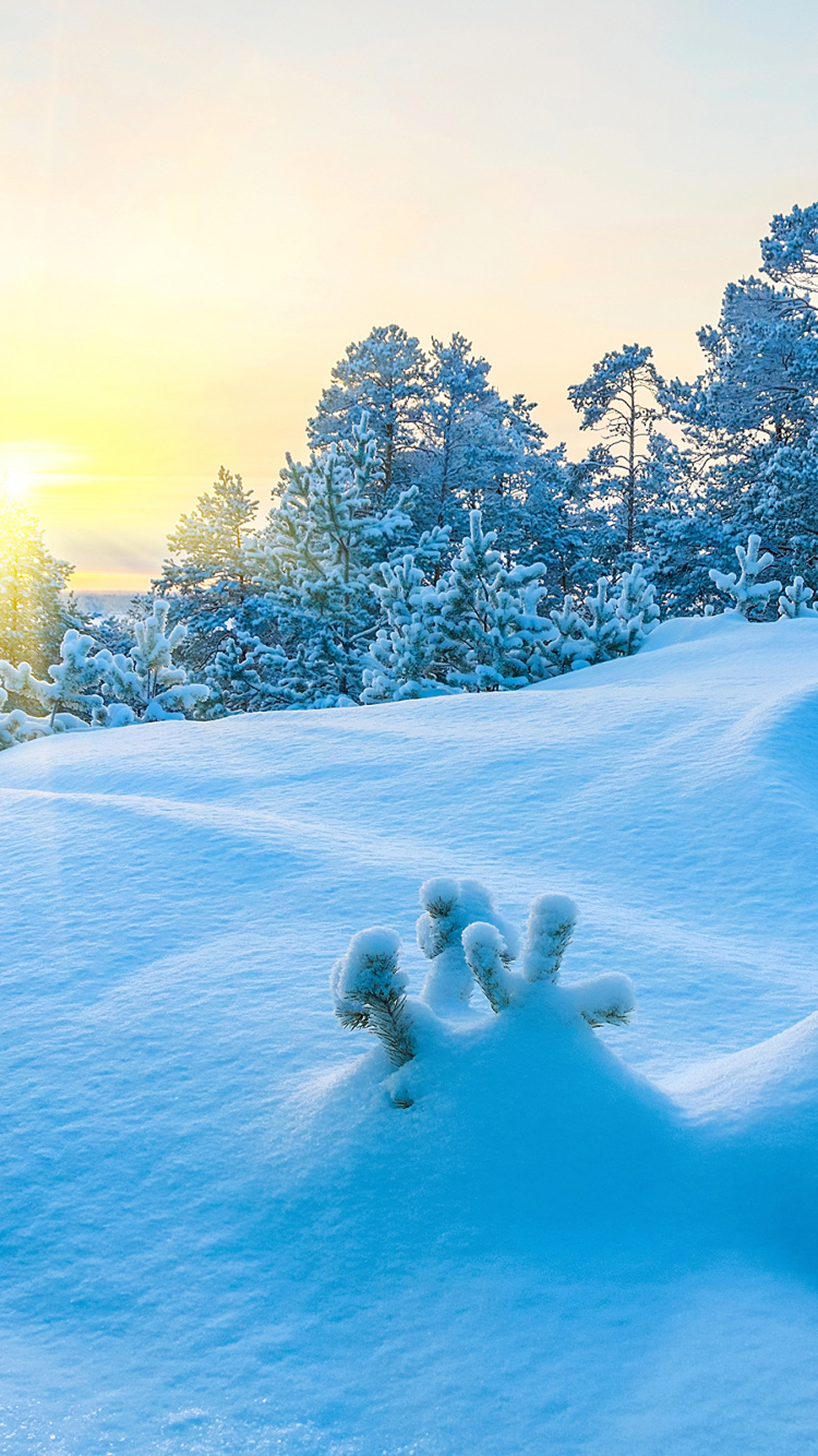 Schneebedeckte Bäume Tagsüber. Wallpaper in 750x1334 Resolution