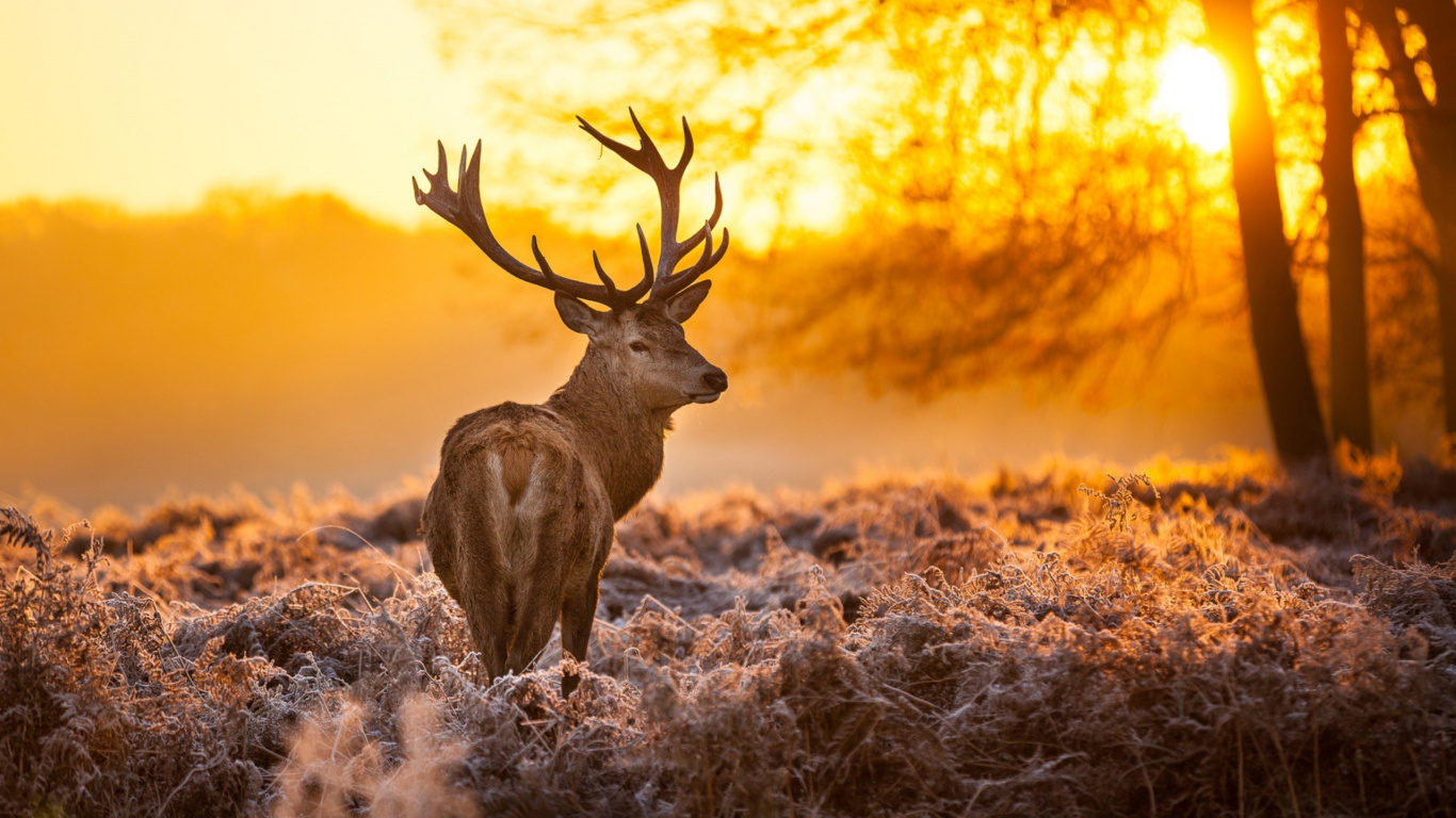 Brown Deer on Brown Grass During Daytime. Wallpaper in 1366x768 Resolution