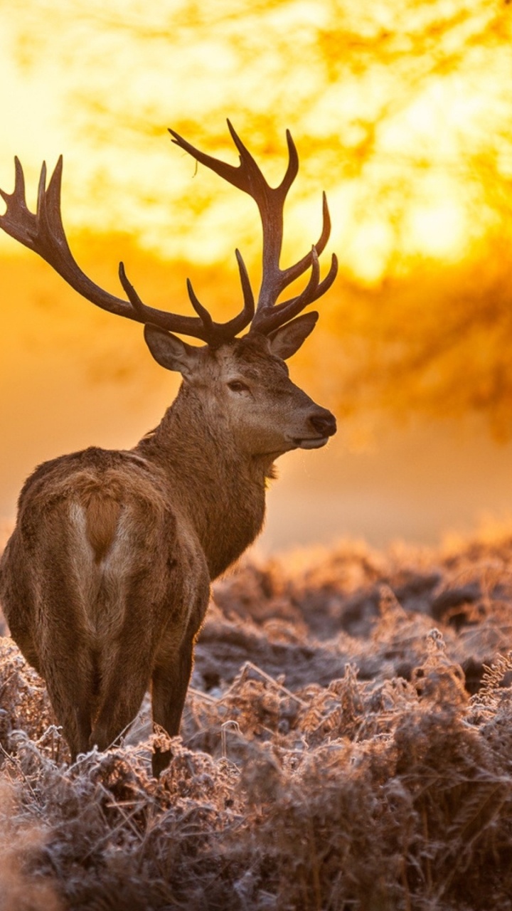 Brown Deer on Brown Grass During Daytime. Wallpaper in 720x1280 Resolution