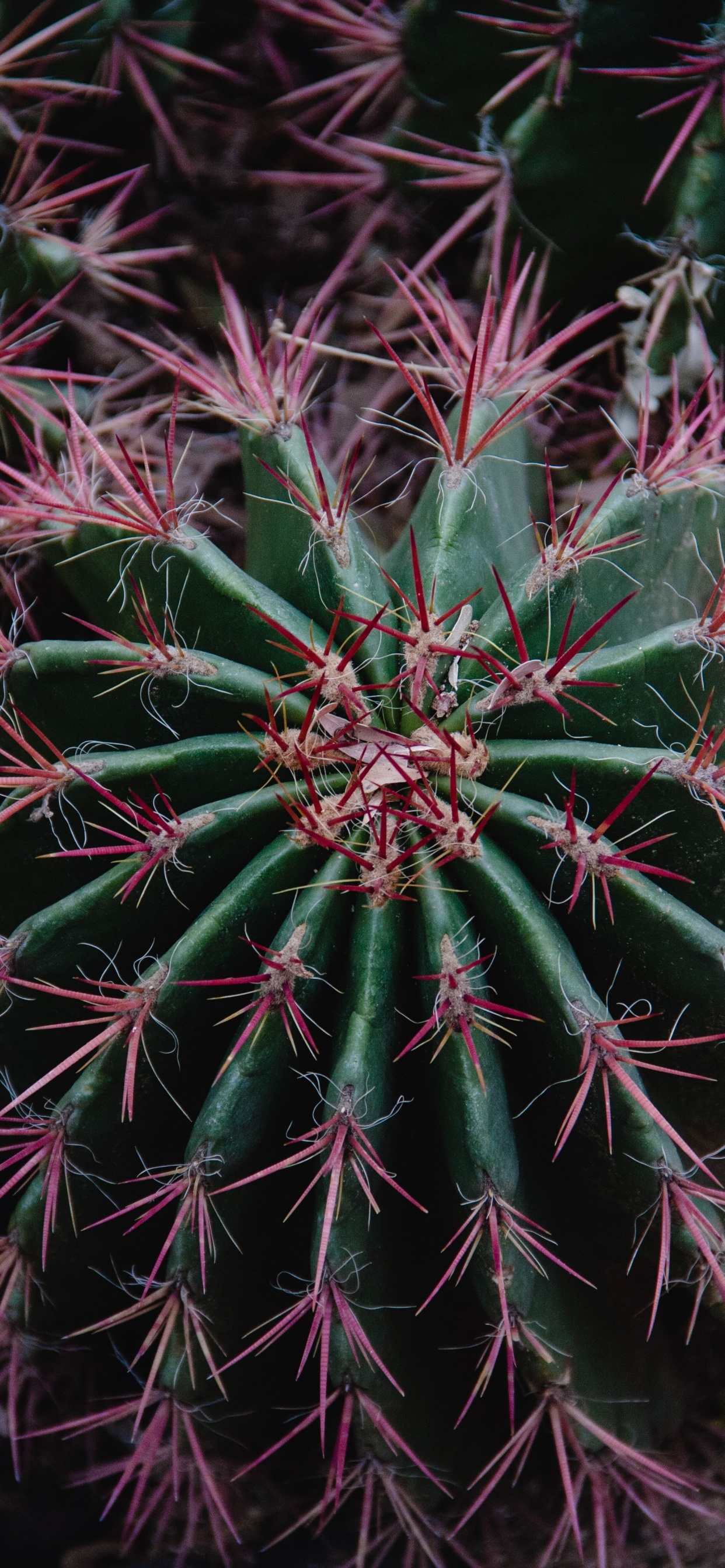 Green Cactus Plant in Close up Photography. Wallpaper in 1242x2688 Resolution