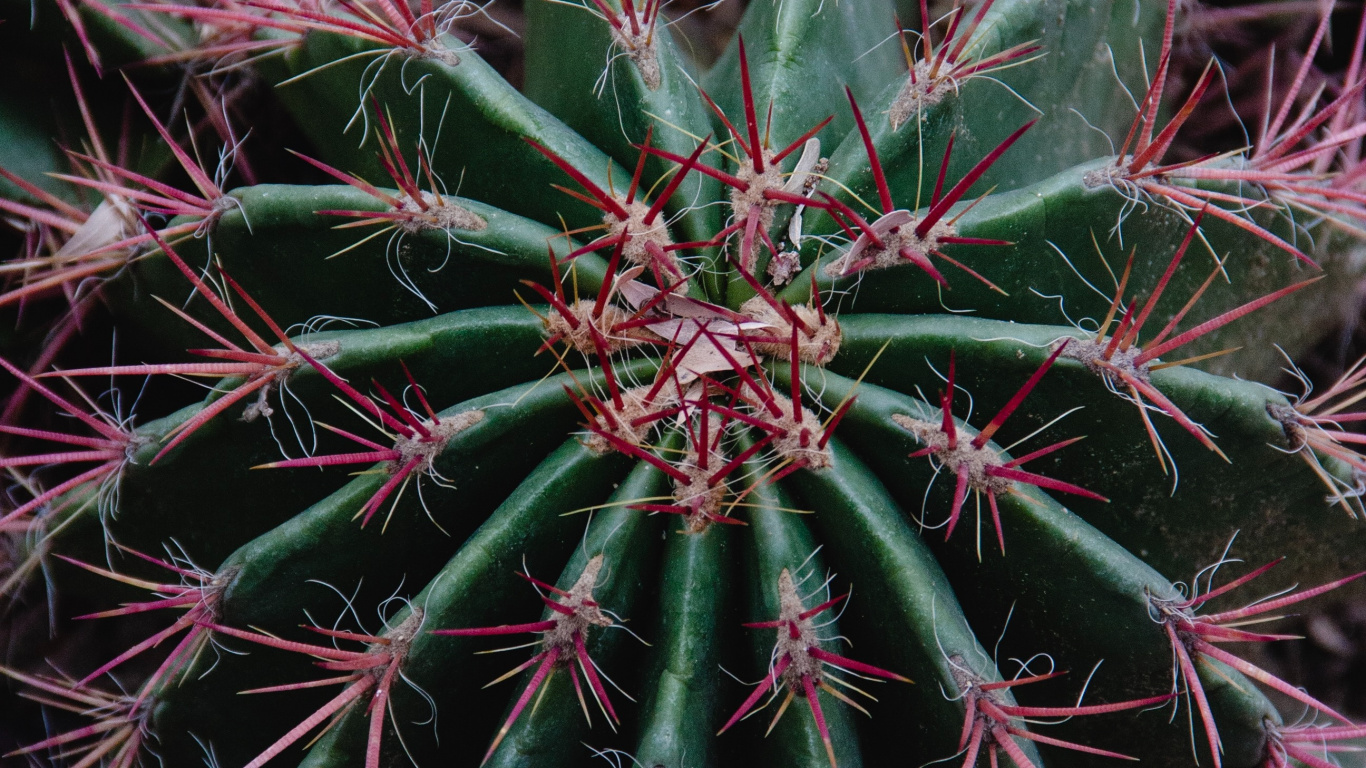 Planta de Cactus Verde en Fotografía de Cerca. Wallpaper in 1366x768 Resolution