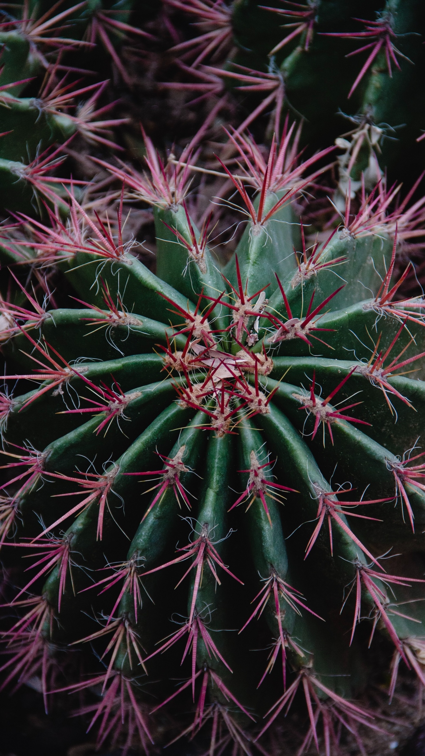 Planta de Cactus Verde en Fotografía de Cerca. Wallpaper in 1440x2560 Resolution