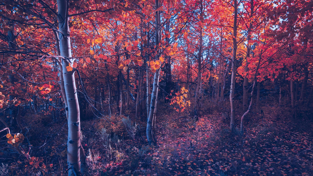 Woodland, Tree, Nature, Red, Natural Landscape. Wallpaper in 1280x720 Resolution