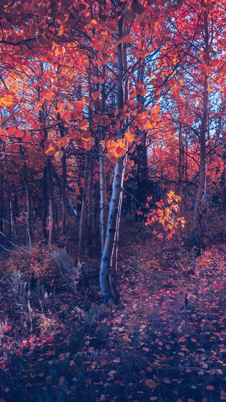 Woodland, Tree, Nature, Red, Natural Landscape. Wallpaper in 720x1280 Resolution