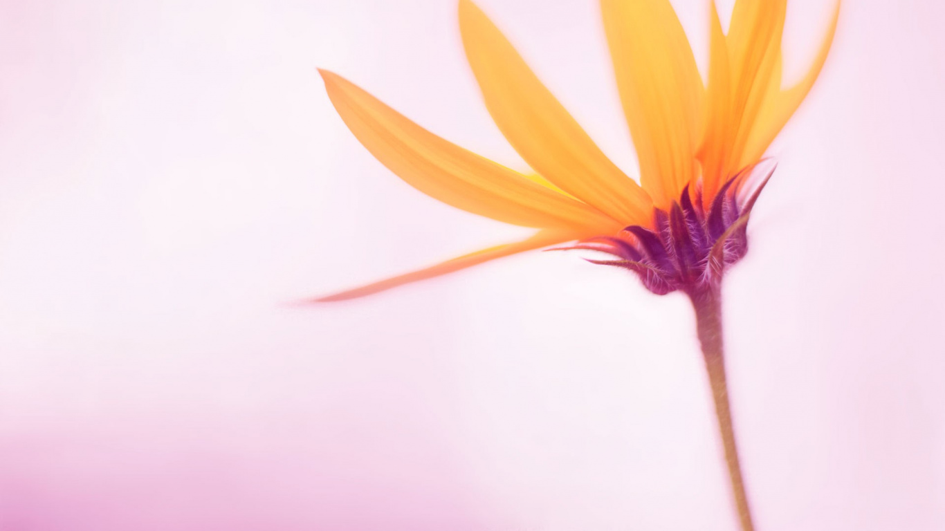 Windows, Windows 10, Windows 8, Microsoft Windows, Windows 8 1. Wallpaper in 1366x768 Resolution