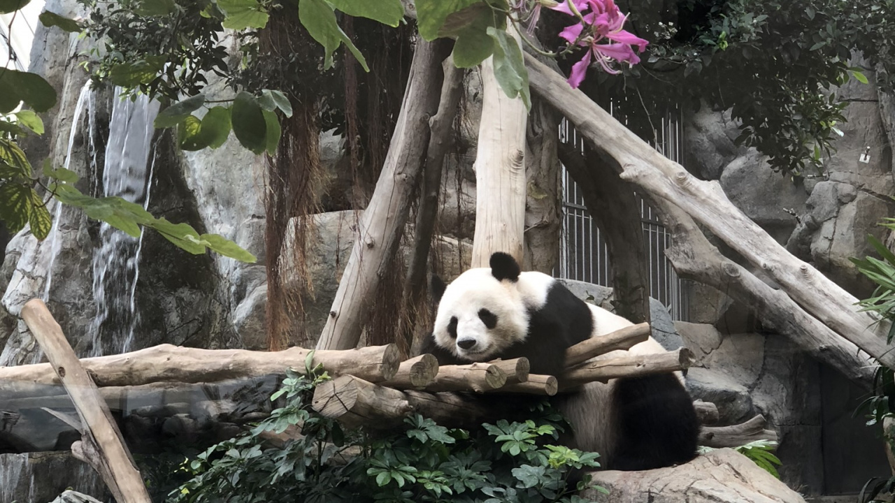 Pandas, el Panda Gigante, Carnívoro, Pétalo, Los Animales Terrestres. Wallpaper in 1280x720 Resolution