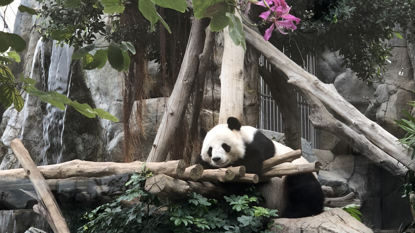 Pandas, el Panda Gigante, Carnívoro, Pétalo, Los Animales Terrestres. Wallpaper in 1366x768 Resolution