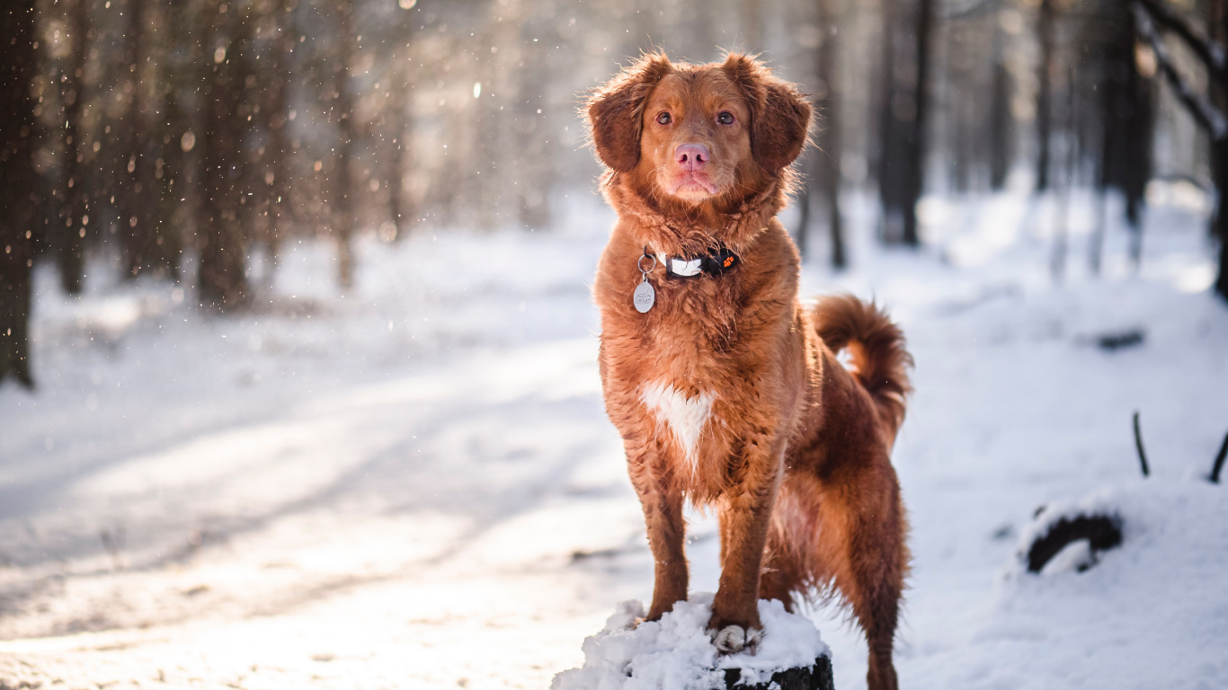 Retriever, Golden Retriever, Labrador, Cachorro, Nova Scotia Duck Peaje Retriever. Wallpaper in 1366x768 Resolution