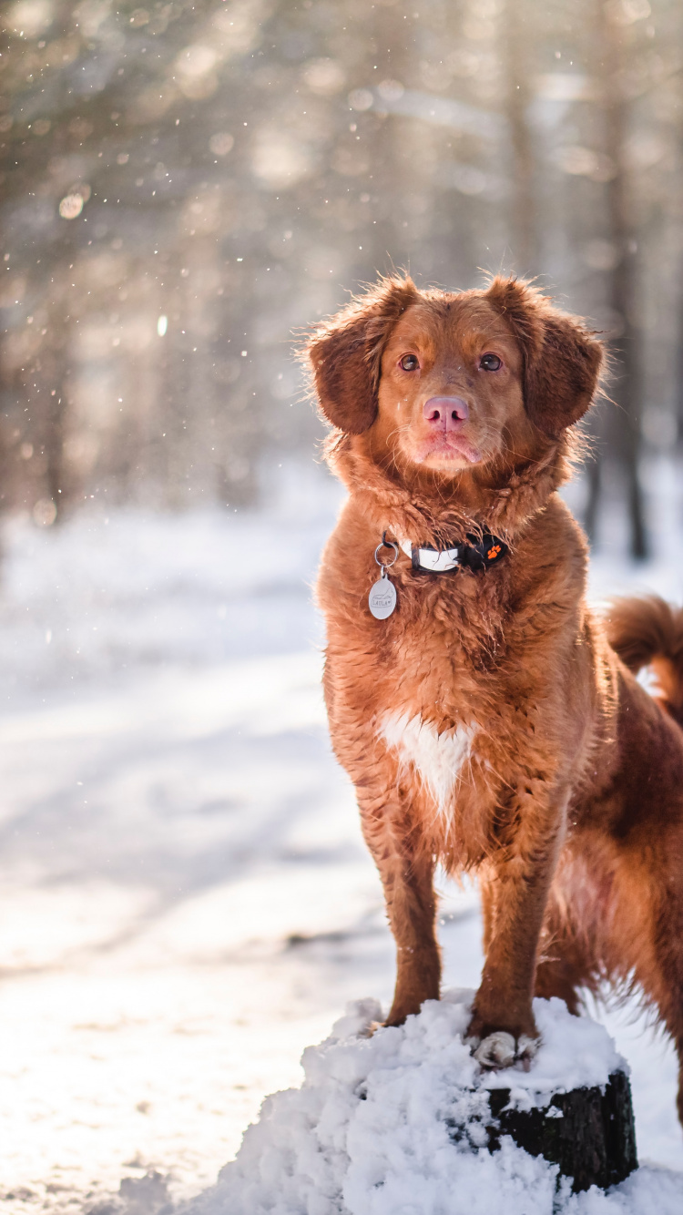 Retriever, Golden Retriever, Labrador, Cachorro, Nova Scotia Duck Peaje Retriever. Wallpaper in 750x1334 Resolution