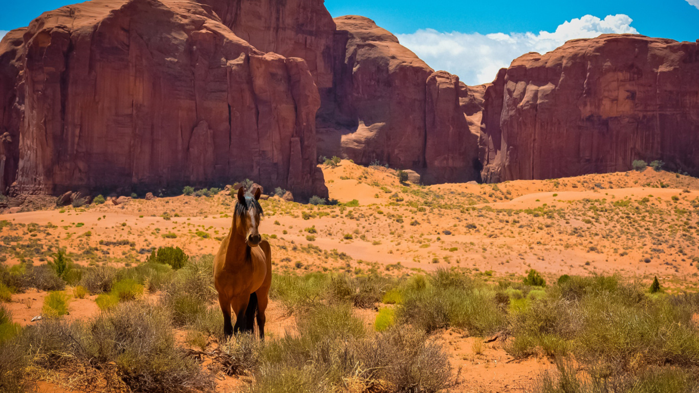 Caballo Marrón Sobre Campo de Hierba Marrón Durante el Día. Wallpaper in 1366x768 Resolution