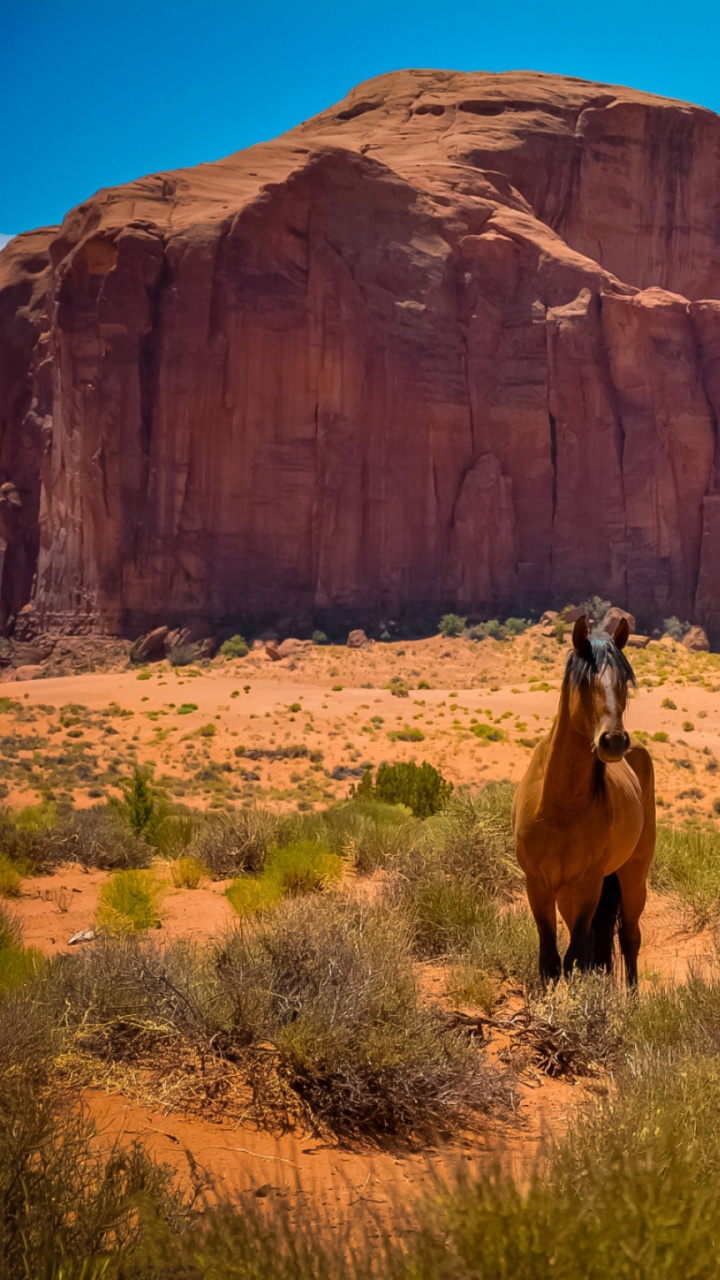 Brown Horse on Brown Grass Field During Daytime. Wallpaper in 720x1280 Resolution