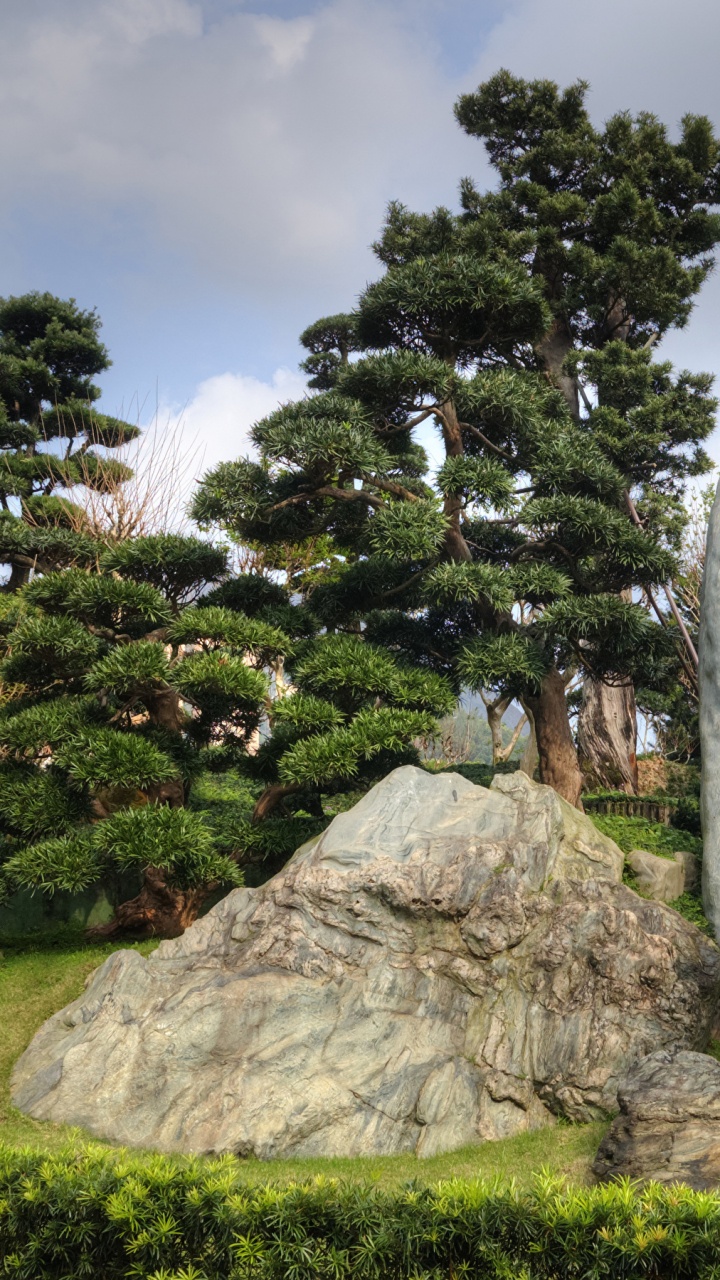 Green Trees and Gray Rocks. Wallpaper in 720x1280 Resolution