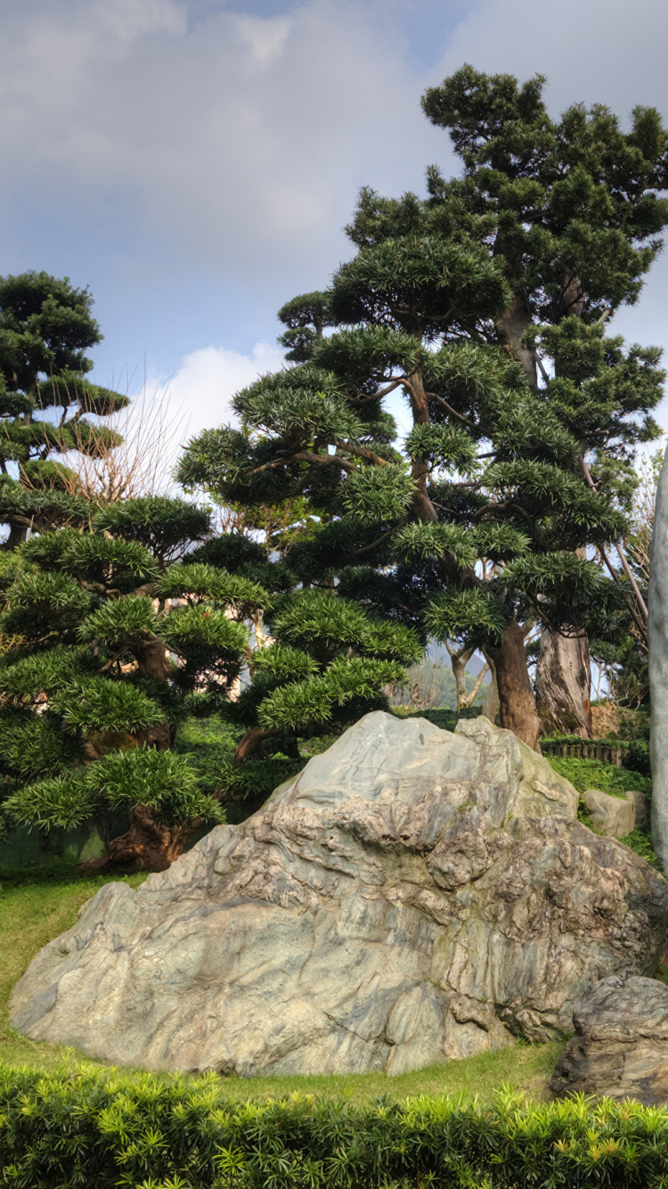 Green Trees and Gray Rocks. Wallpaper in 750x1334 Resolution