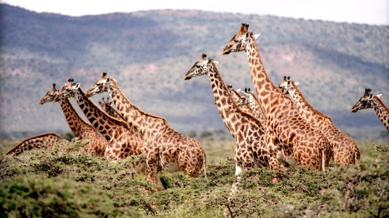 Brown and Black Giraffes on Green Grass Field During Daytime. Wallpaper in 1280x720 Resolution