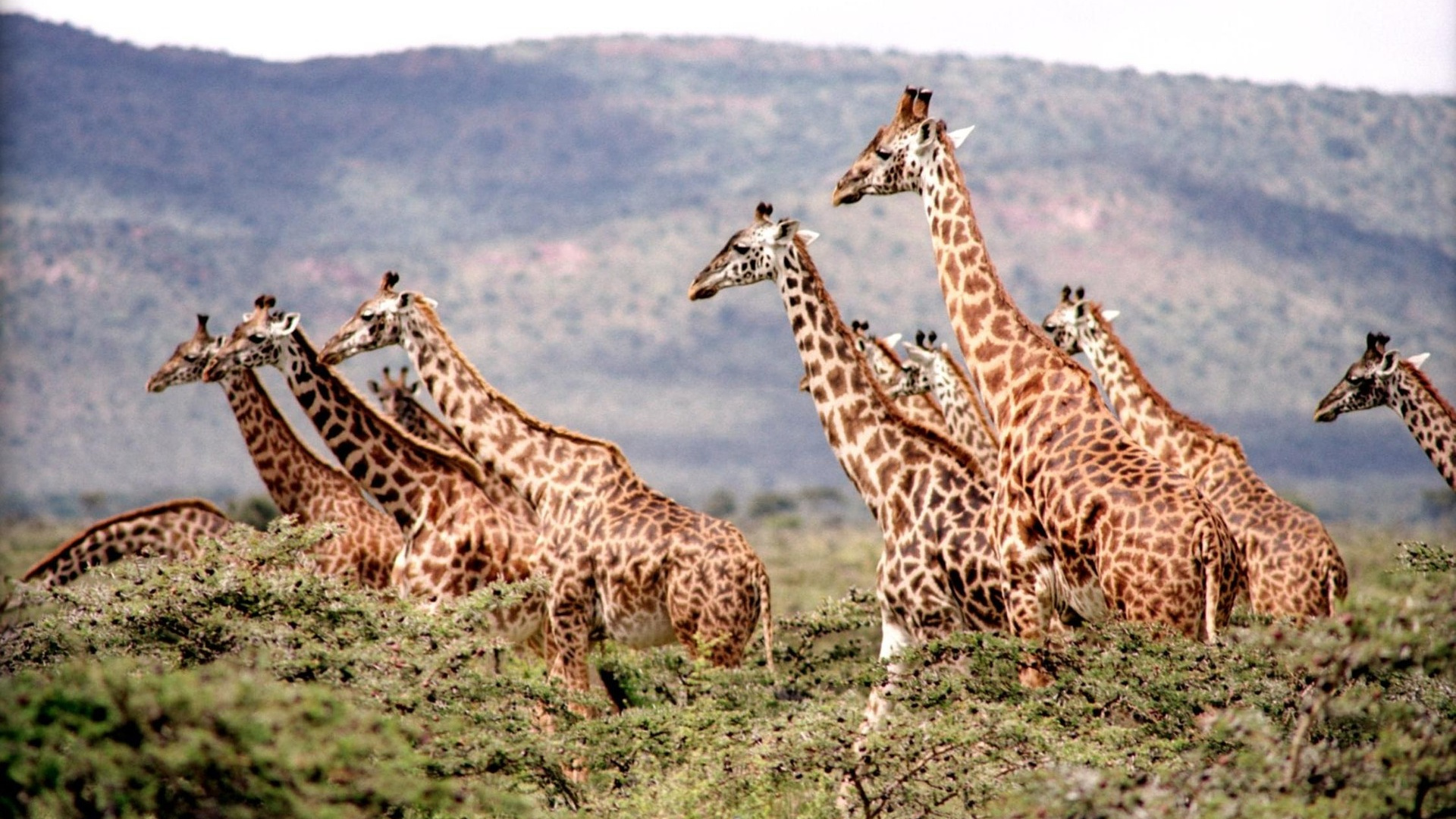 Brown and Black Giraffes on Green Grass Field During Daytime. Wallpaper in 1920x1080 Resolution