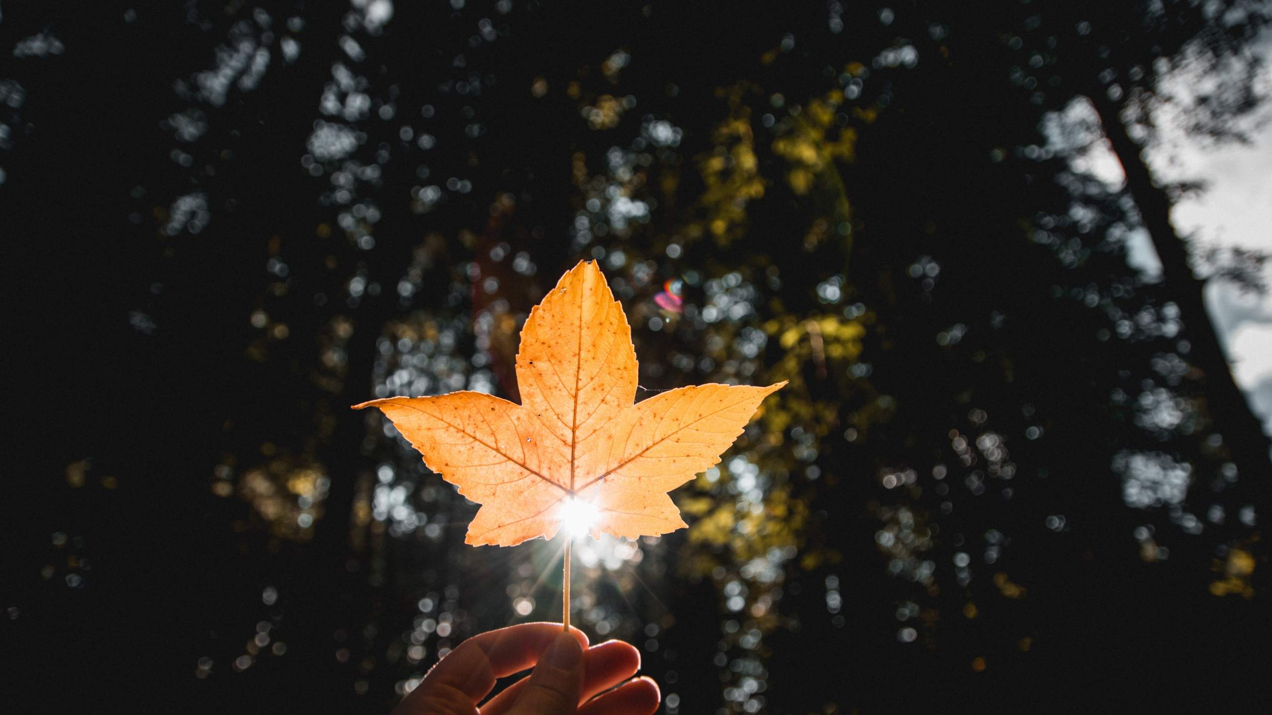 Leaf, Orange, Tree, Light, Yellow. Wallpaper in 2560x1440 Resolution