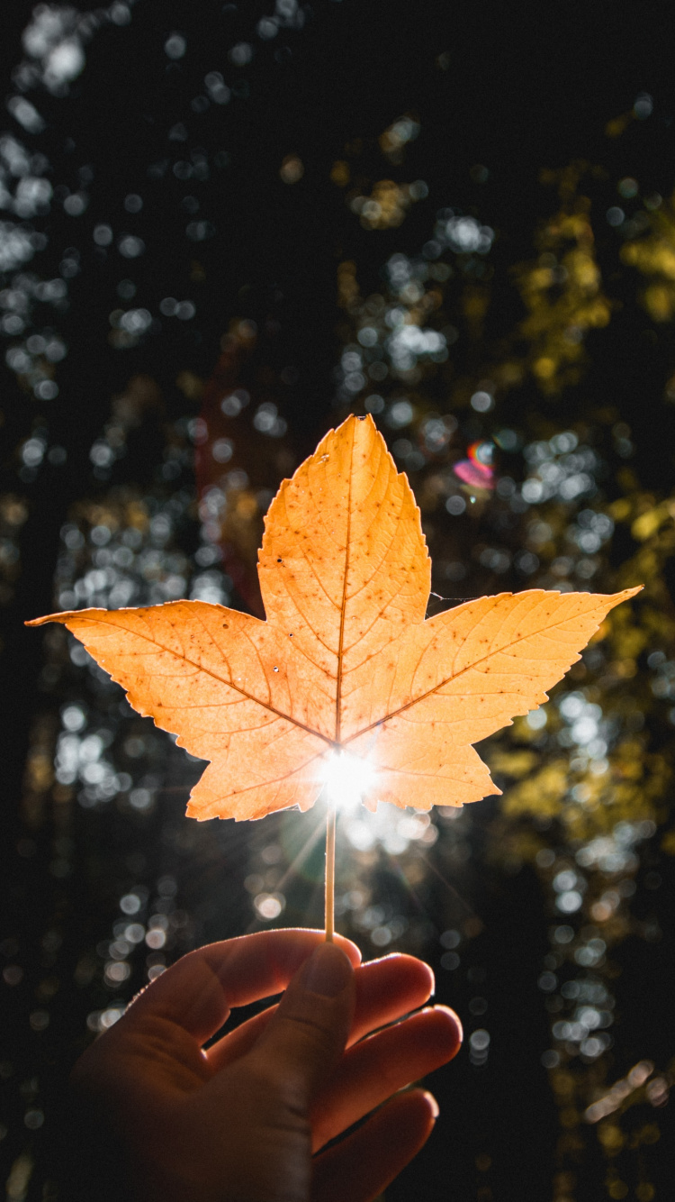 Leaf, Orange, Tree, Light, Yellow. Wallpaper in 750x1334 Resolution