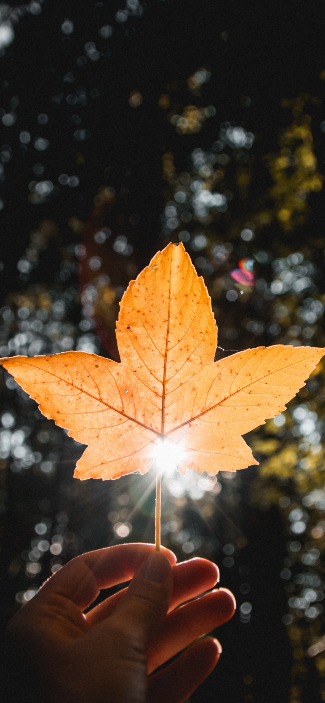 Blatt, Orange, Baum, Licht, Gelb. Wallpaper in 1125x2436 Resolution