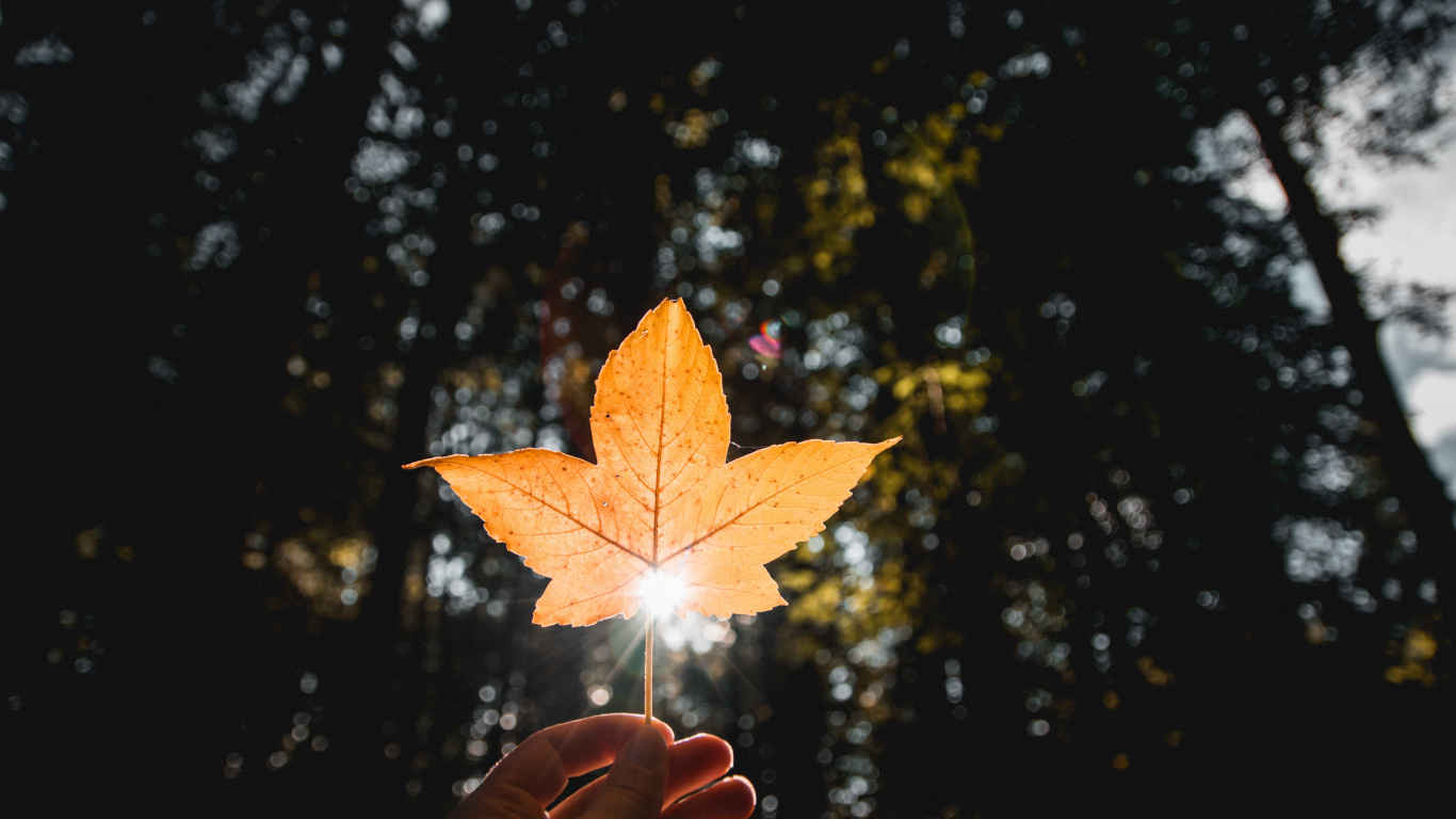 Blatt, Orange, Baum, Licht, Gelb. Wallpaper in 1366x768 Resolution