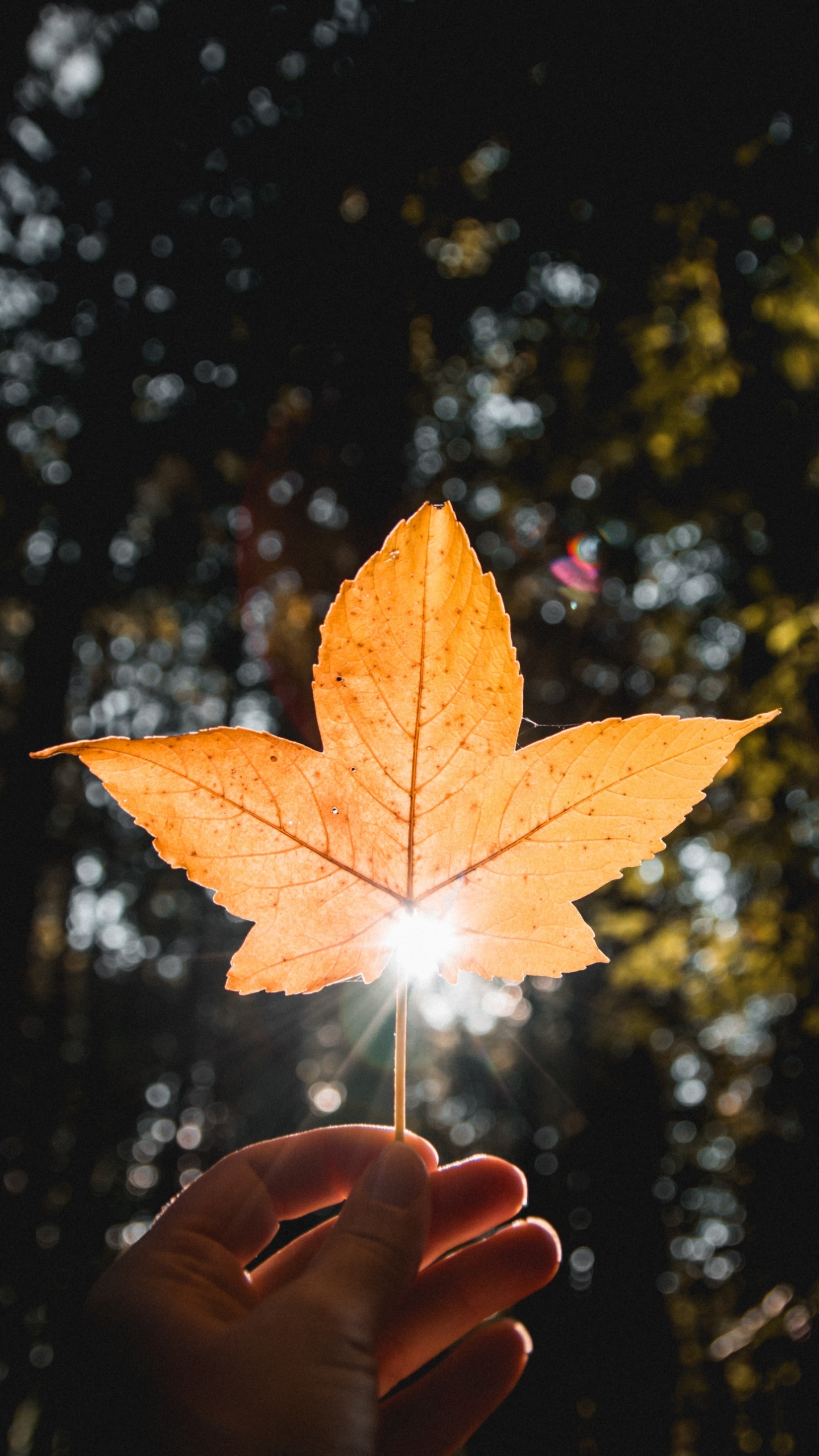 Blatt, Orange, Baum, Licht, Gelb. Wallpaper in 1440x2560 Resolution