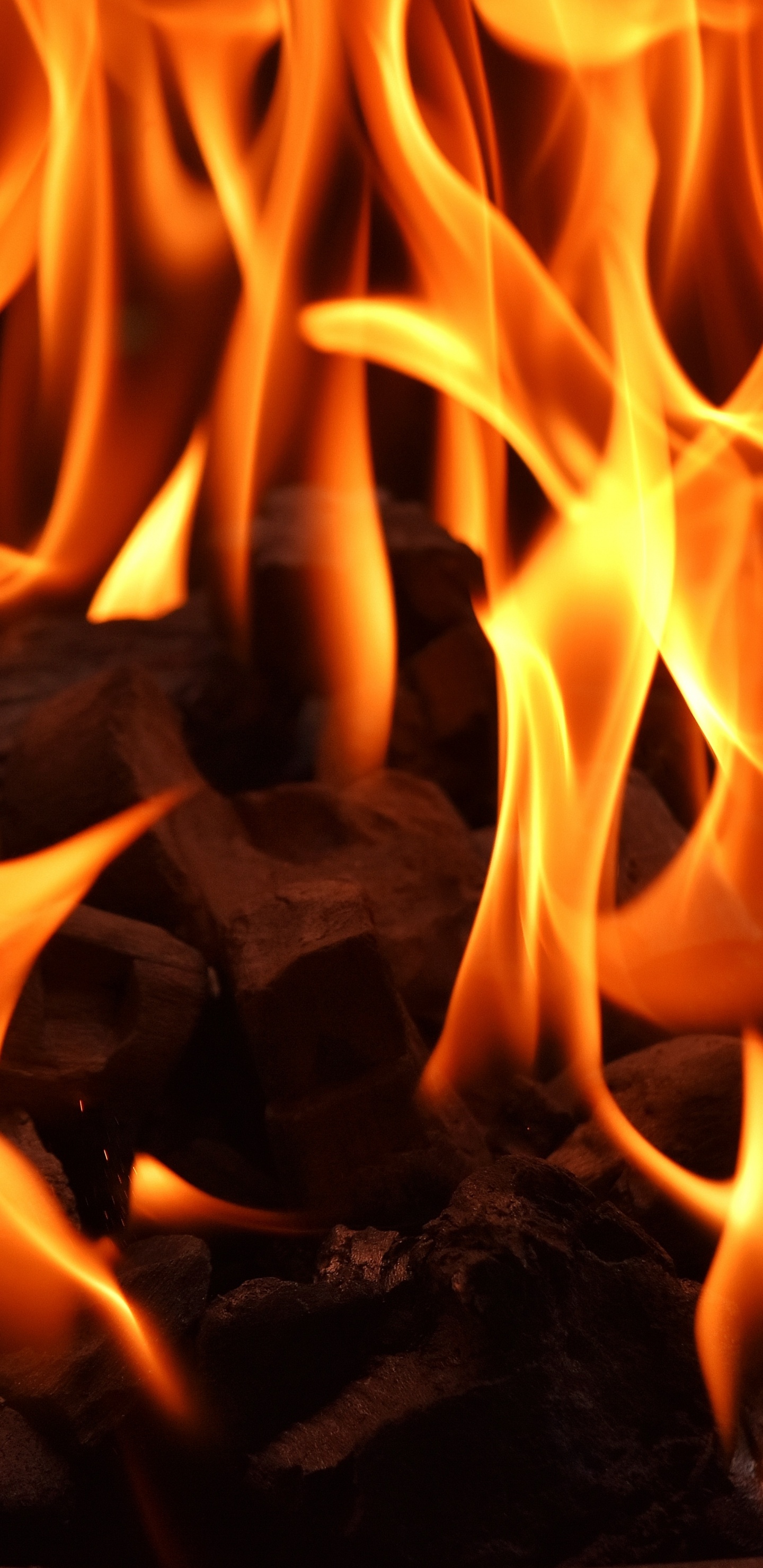 Feuer Mitten im Wald. Wallpaper in 1440x2960 Resolution