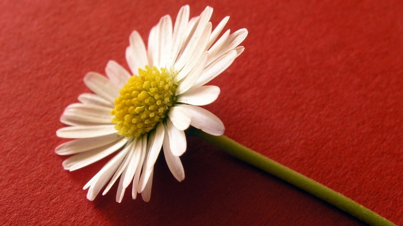 White Daisy on Red Textile. Wallpaper in 1366x768 Resolution