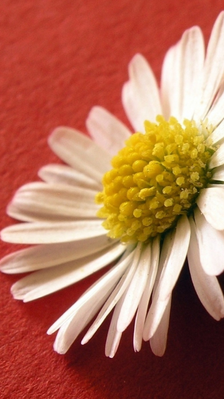 White Daisy on Red Textile. Wallpaper in 750x1334 Resolution