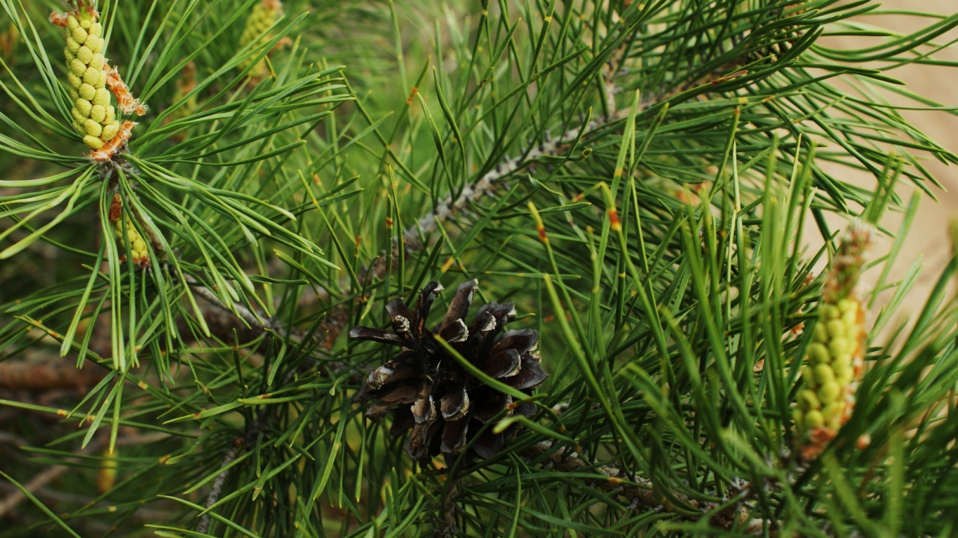 Black Pine Cone on Green Grass During Daytime. Wallpaper in 1366x768 Resolution
