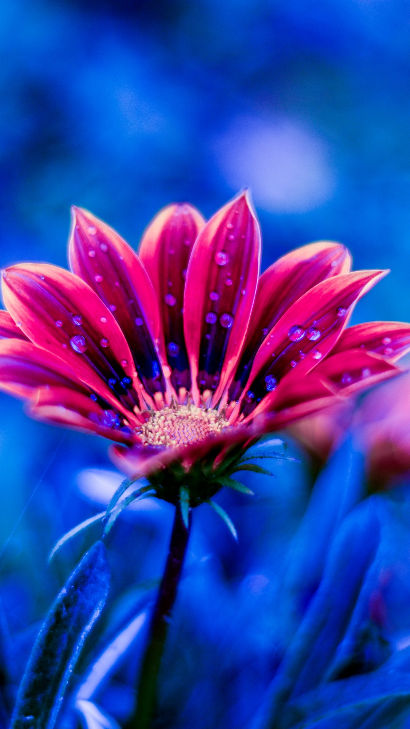 Red and White Flower in Tilt Shift Lens. Wallpaper in 1440x2560 Resolution