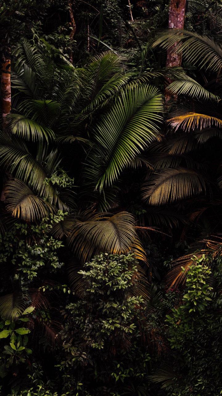 la Comunidad Vegetal, Sucursal, Planta Terrestre. Wallpaper in 720x1280 Resolution