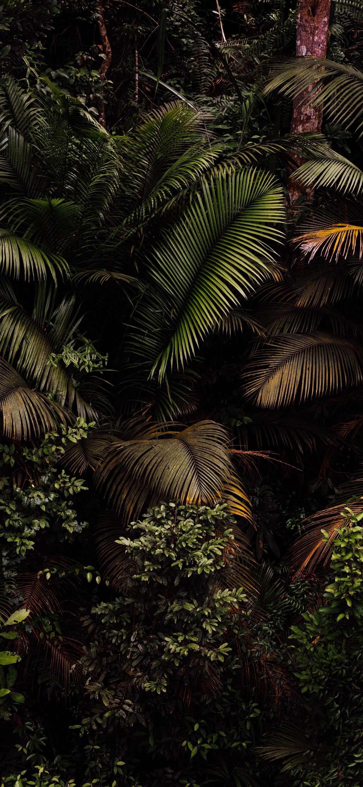 Plant, Plant Community, Branch, Terrestrial Plant, Tree. Wallpaper in 1242x2688 Resolution