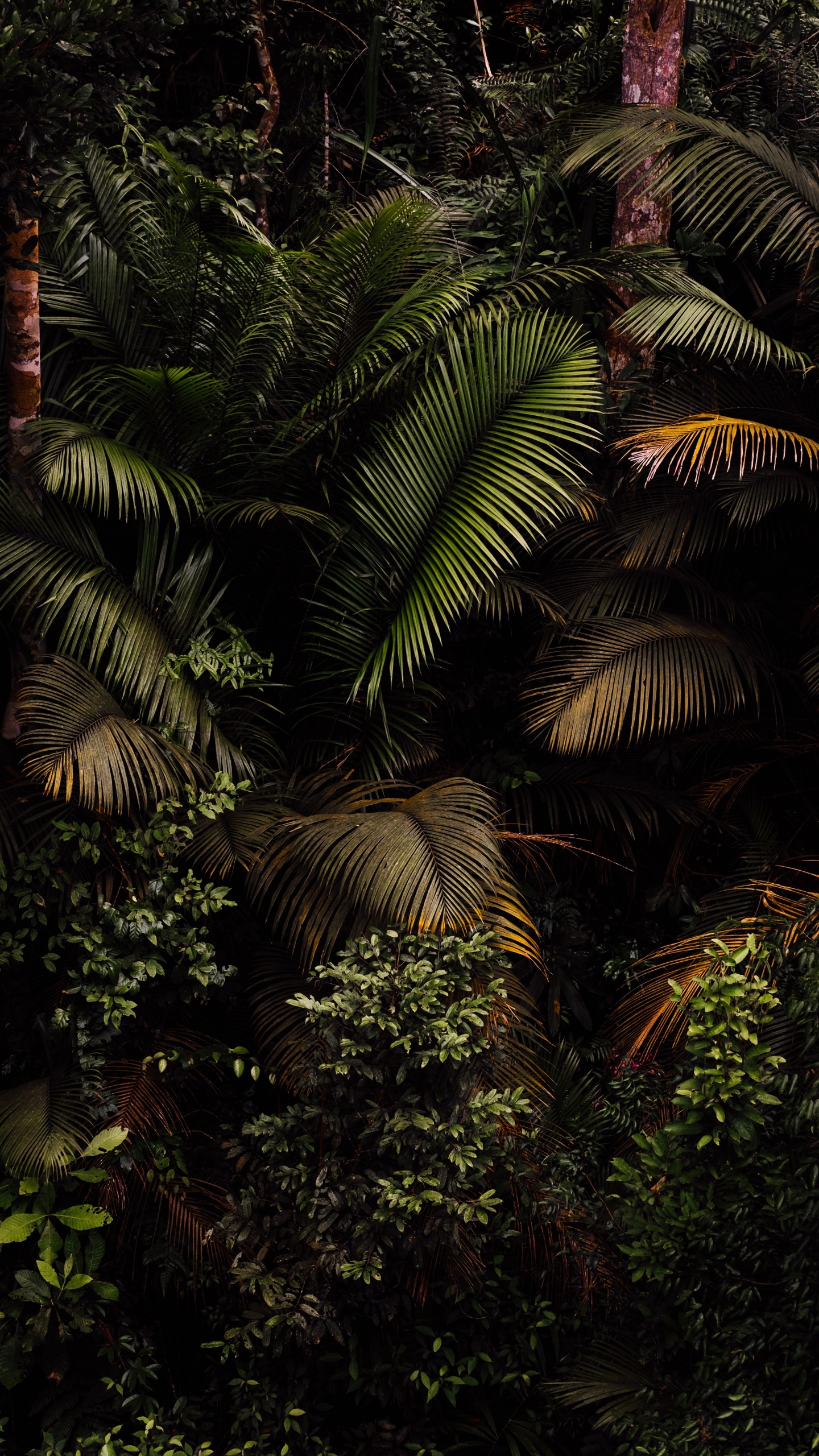 Plant, Plant Community, Branch, Terrestrial Plant, Tree. Wallpaper in 1440x2560 Resolution