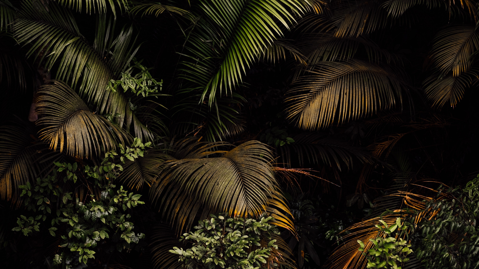 Plant, Plant Community, Branch, Terrestrial Plant, Tree. Wallpaper in 1920x1080 Resolution