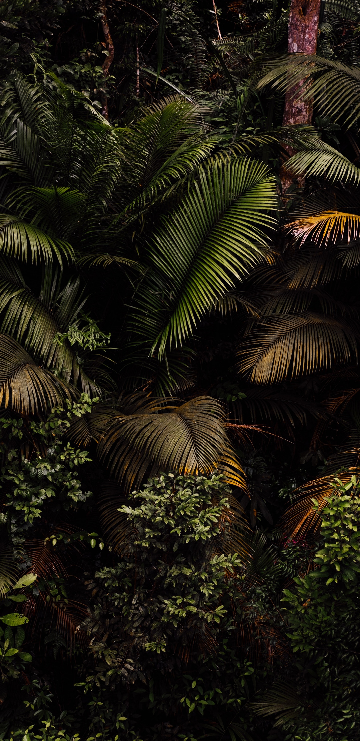 植物群, 陆地上的植物, 森林 壁纸 1440x2960 允许