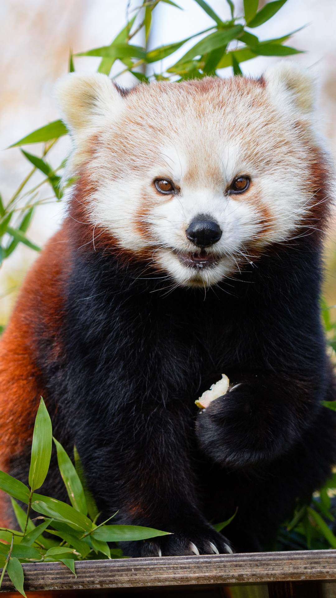 Red Panda on Green Grass During Daytime. Wallpaper in 1080x1920 Resolution