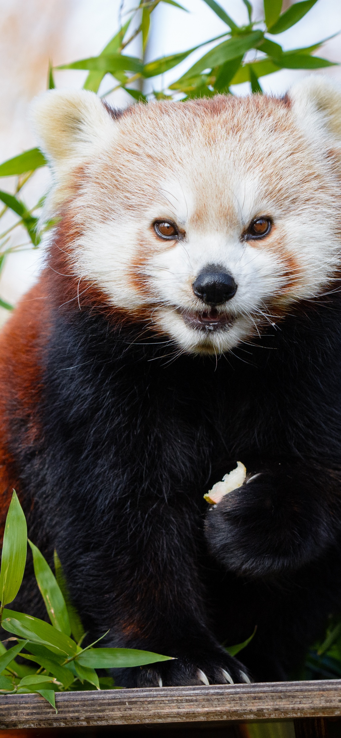 Red Panda on Green Grass During Daytime. Wallpaper in 1125x2436 Resolution