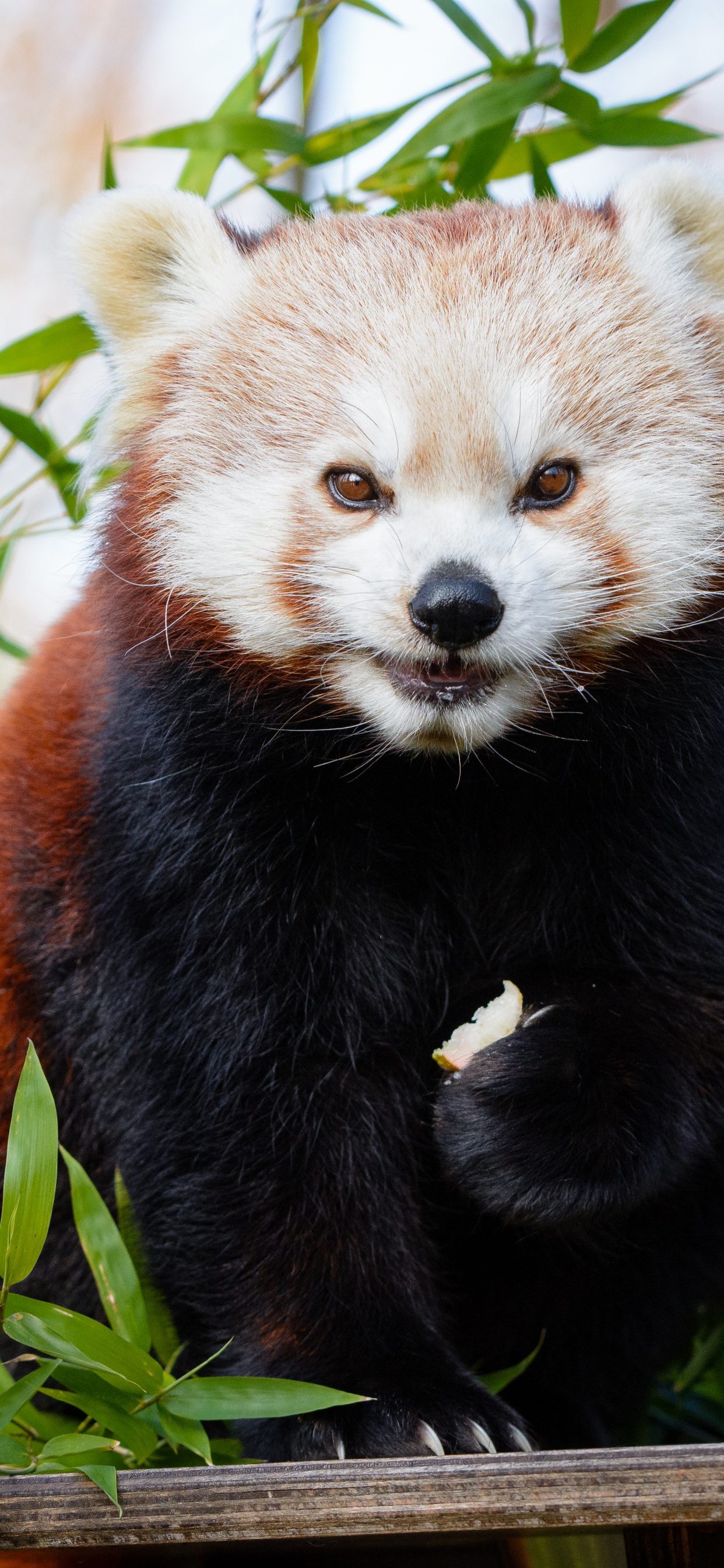 Red Panda on Green Grass During Daytime. Wallpaper in 1242x2688 Resolution