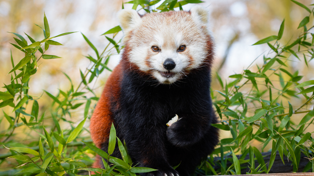 Red Panda on Green Grass During Daytime. Wallpaper in 1280x720 Resolution