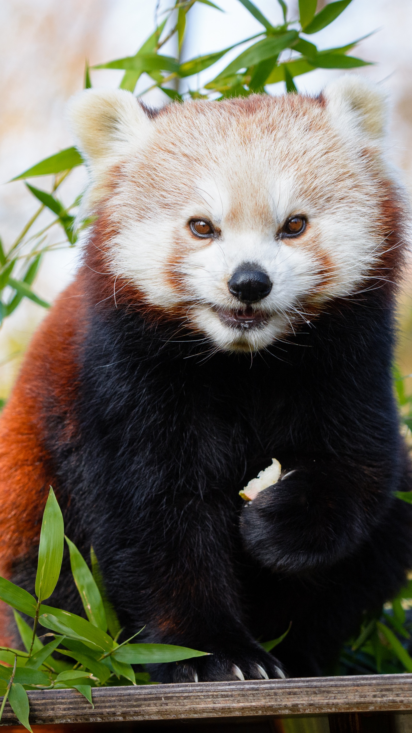 Red Panda on Green Grass During Daytime. Wallpaper in 1440x2560 Resolution