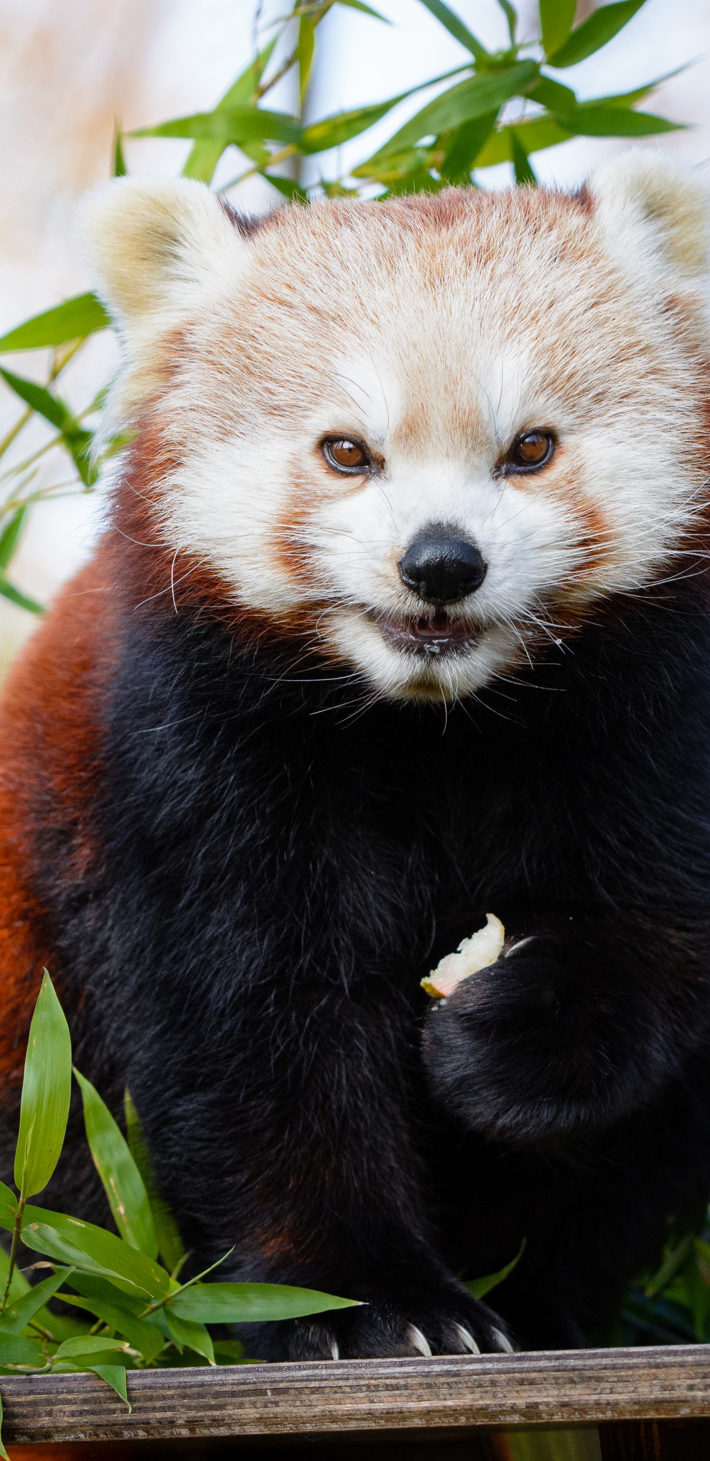 Red Panda on Green Grass During Daytime. Wallpaper in 1440x2960 Resolution