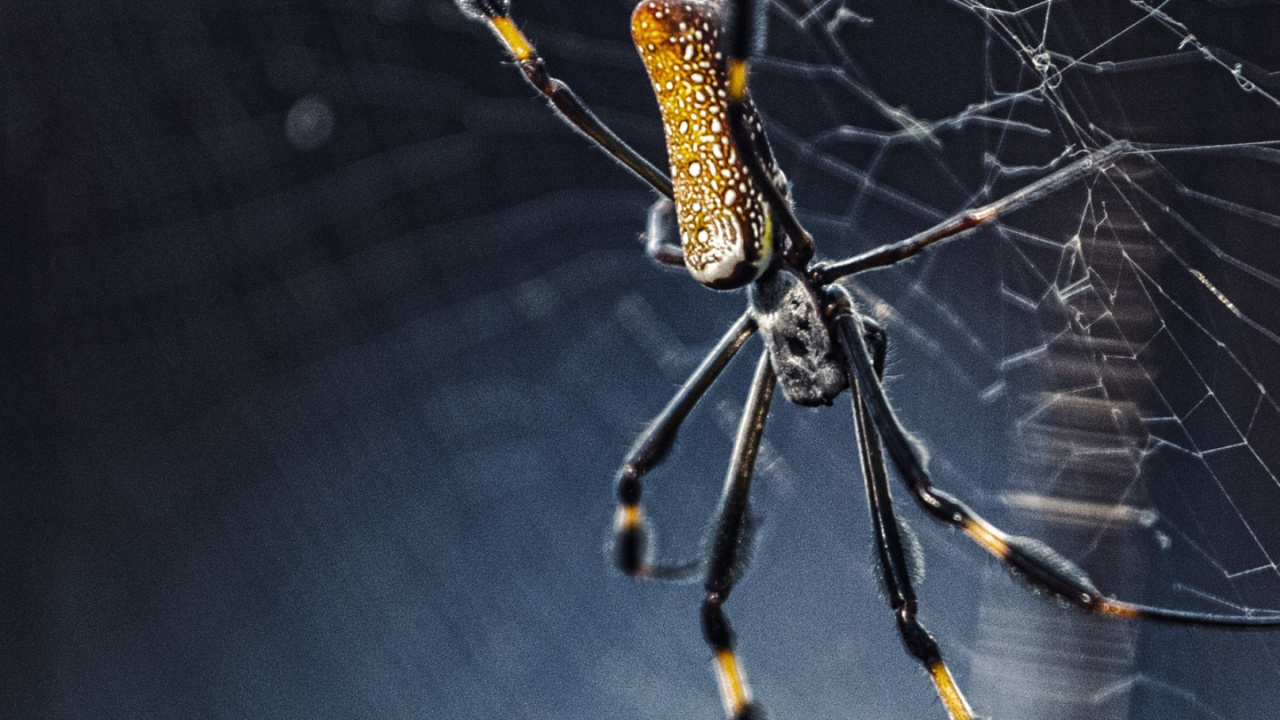 Araña Negra y Amarilla en la Web. Wallpaper in 1280x720 Resolution