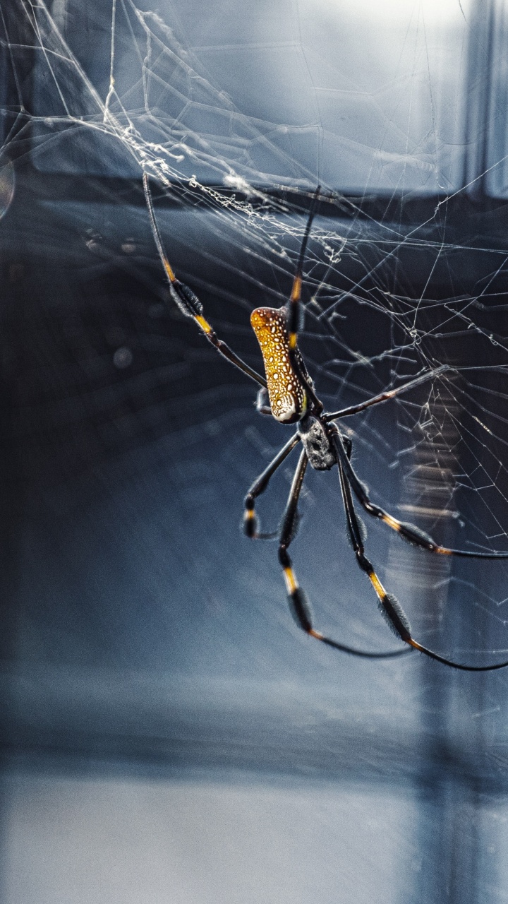 Araña Negra y Amarilla en la Web. Wallpaper in 720x1280 Resolution