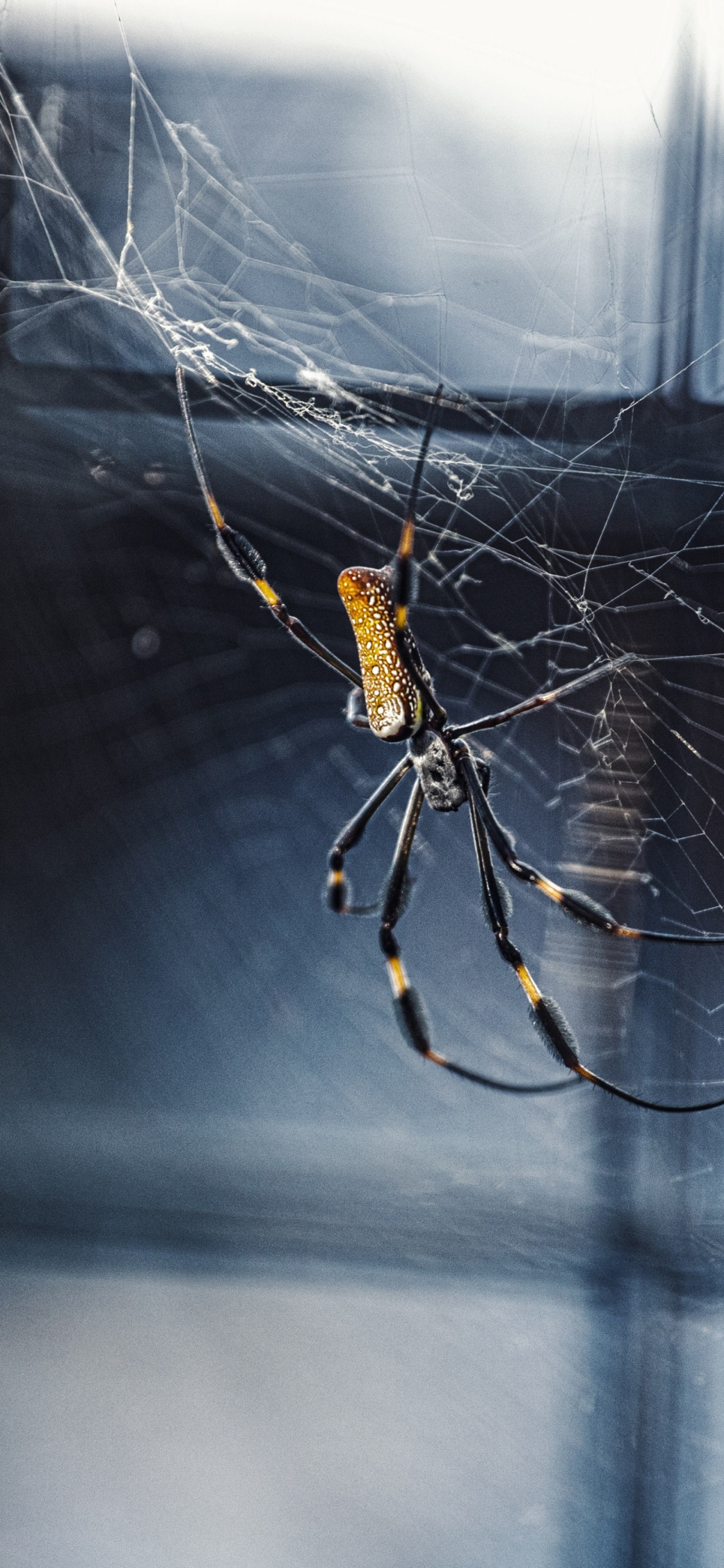 Black and Yellow Spider on Web. Wallpaper in 1125x2436 Resolution