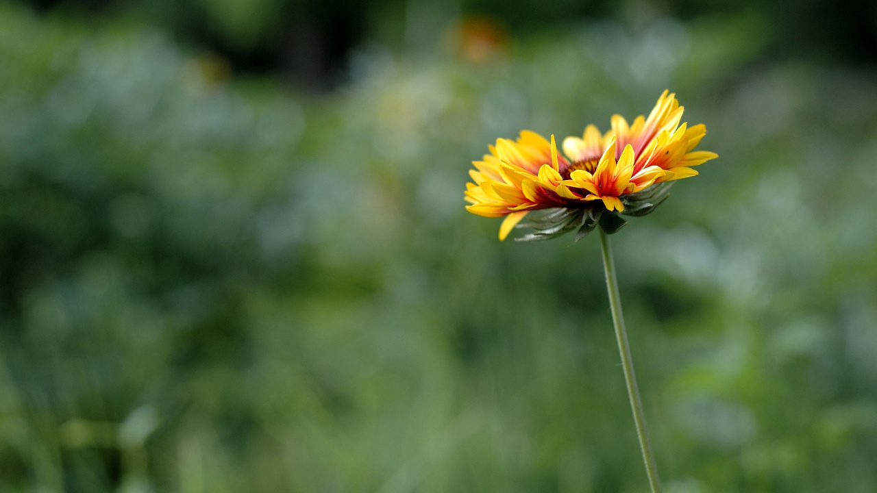 Gelbe Blume in Tilt-Shift-Linse. Wallpaper in 1280x720 Resolution