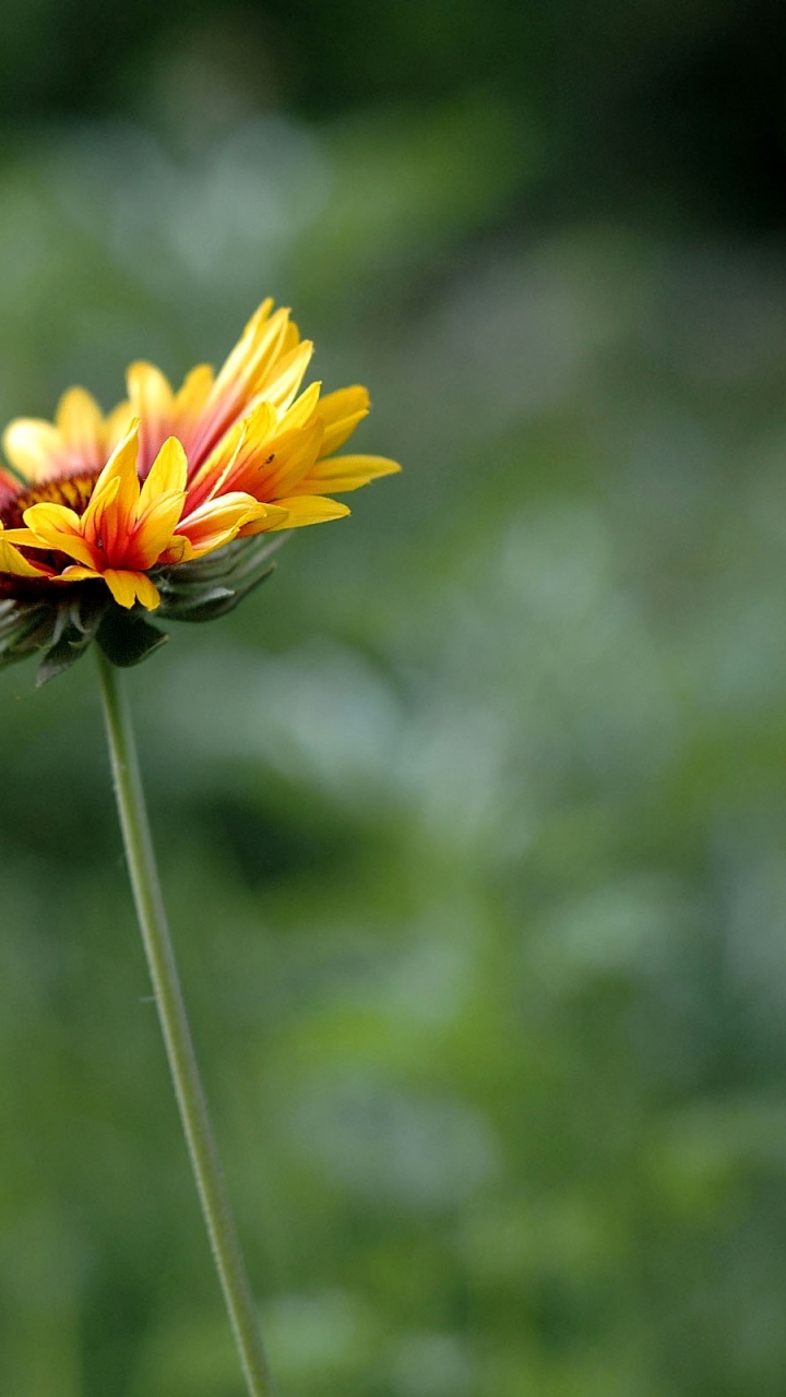 Gelbe Blume in Tilt-Shift-Linse. Wallpaper in 720x1280 Resolution